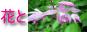 花と山野草のBaya net